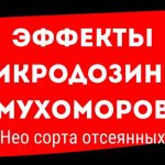 ЭФФЕКТЫ ОТ МИКРОДОЗИНГА МУХОМОРОВ КАК БЫСТРО НАСТУПАЮТ? Серия 3