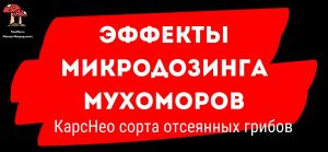 ЭФФЕКТЫ ОТ МИКРОДОЗИНГА МУХОМОРОВ КАК БЫСТРО НАСТУПАЮТ? Серия 3